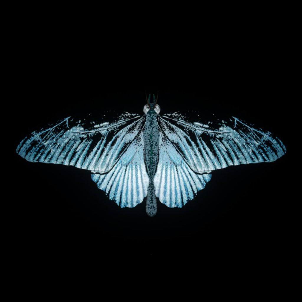Papillon_02